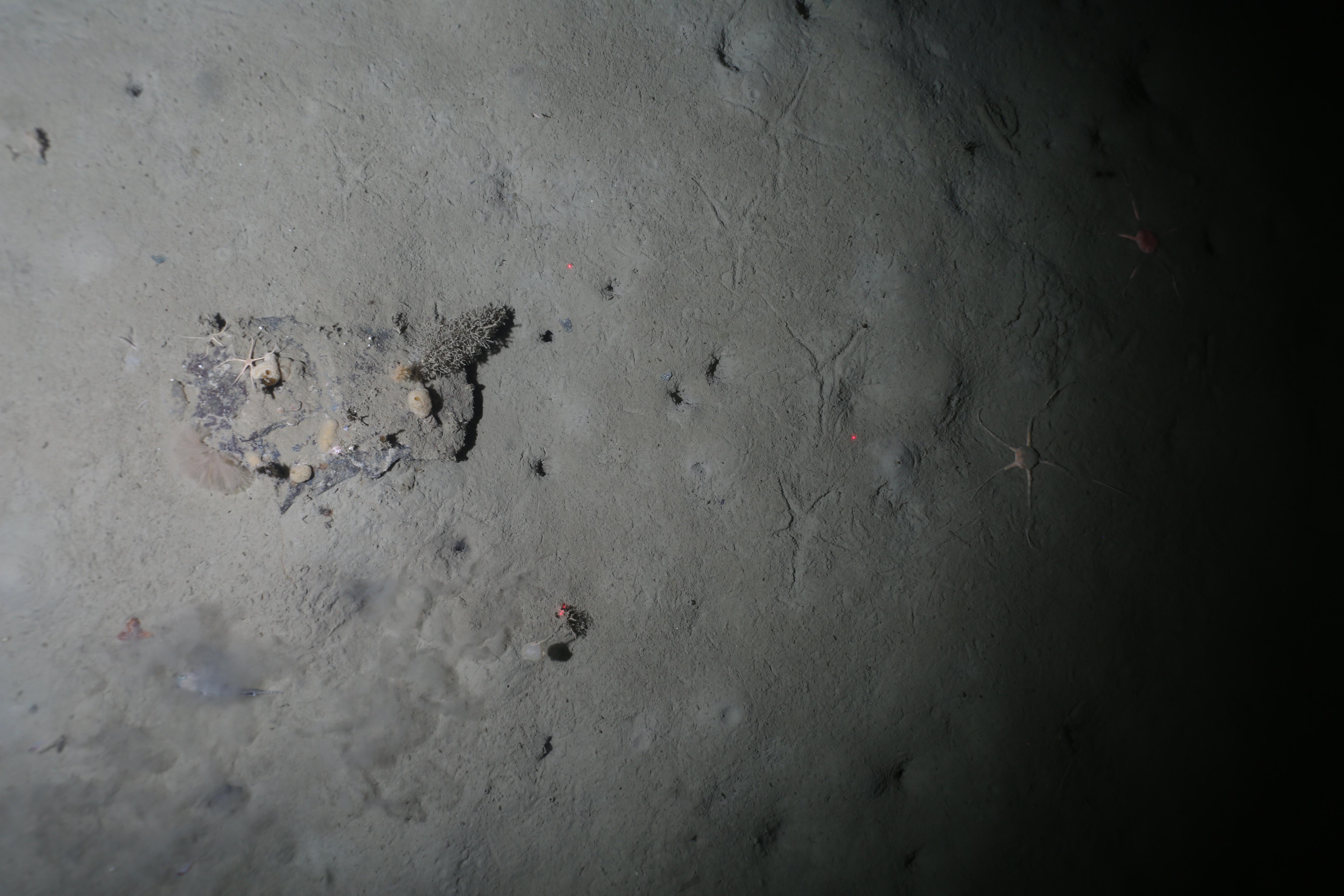 Normal Antarctic seabed training image